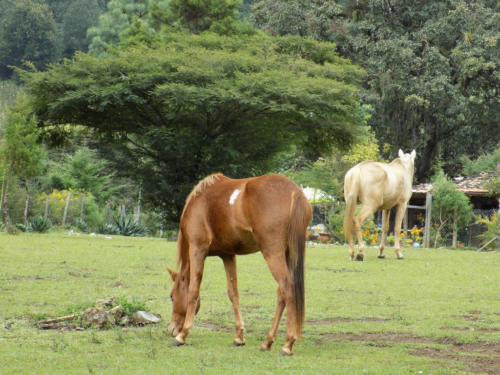 Rancho Hostal La Escondida Eco Park Teopisca Exterior foto